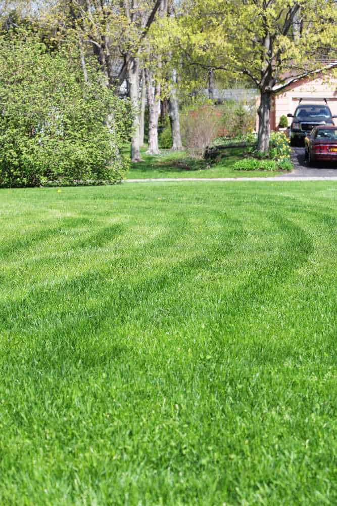 A well-manicured green lawn with visible mowing patterns. In the background, there are trees, bushes, a driveway, and parked cars. The pristine appearance highlights the benefits of professional land clearing and stump grinding services for a flawless landscape.