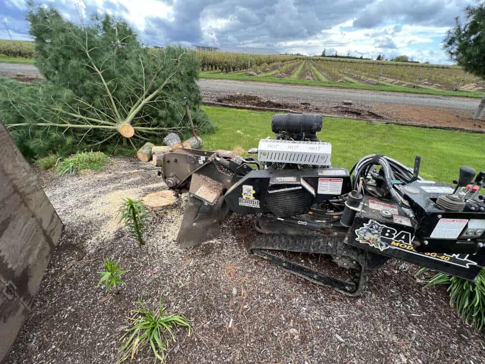 A mechanical stump grinder with the brand name "Bandit" grinds a tree stump beside a freshly cut tree, with fields and cloudy sky in the background, showcasing efficient stump removal.